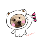 日本スピッツ☆ぱるたん☆（個別スタンプ：1）