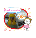 セキセイインコのニイコちゃんセット（個別スタンプ：1）
