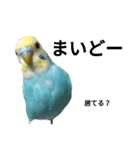 セキセイインコのニイコちゃんセット（個別スタンプ：3）