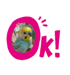 セキセイインコのニイコちゃんセット（個別スタンプ：4）
