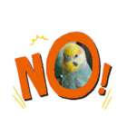 セキセイインコのニイコちゃんセット（個別スタンプ：5）