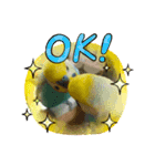 セキセイインコのニイコちゃんセット（個別スタンプ：6）