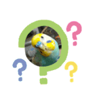 セキセイインコのニイコちゃんセット（個別スタンプ：7）