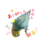 セキセイインコのニイコちゃんセット（個別スタンプ：8）