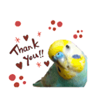 セキセイインコのニイコちゃんセット（個別スタンプ：9）