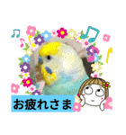 セキセイインコのニイコちゃんセット（個別スタンプ：11）