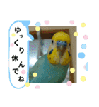 セキセイインコのニイコちゃんセット（個別スタンプ：12）