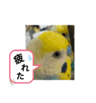 セキセイインコのニイコちゃんセット（個別スタンプ：13）