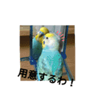 セキセイインコのニイコちゃんセット（個別スタンプ：14）