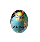 セキセイインコのニイコちゃんセット（個別スタンプ：15）