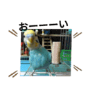 セキセイインコのニイコちゃんセット（個別スタンプ：16）