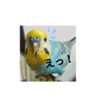 セキセイインコのニイコちゃんセット（個別スタンプ：17）