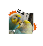 セキセイインコのニイコちゃんセット（個別スタンプ：18）