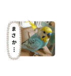 セキセイインコのニイコちゃんセット（個別スタンプ：19）