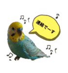 セキセイインコのニイコちゃんセット（個別スタンプ：20）