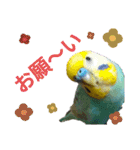 セキセイインコのニイコちゃんセット（個別スタンプ：21）