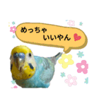 セキセイインコのニイコちゃんセット（個別スタンプ：22）