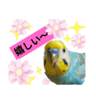 セキセイインコのニイコちゃんセット（個別スタンプ：23）