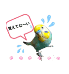 セキセイインコのニイコちゃんセット（個別スタンプ：24）