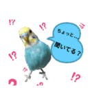 セキセイインコのニイコちゃんセット（個別スタンプ：25）