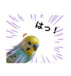 セキセイインコのニイコちゃんセット（個別スタンプ：26）