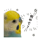 セキセイインコのニイコちゃんセット（個別スタンプ：27）