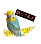 セキセイインコのニイコちゃんセット（個別スタンプ：28）