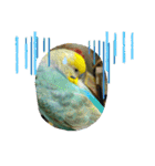セキセイインコのニイコちゃんセット（個別スタンプ：29）