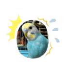 セキセイインコのニイコちゃんセット（個別スタンプ：30）