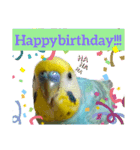 セキセイインコのニイコちゃんセット（個別スタンプ：32）