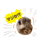 あずきさんの一日（個別スタンプ：1）