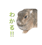 あずきさんの一日（個別スタンプ：7）