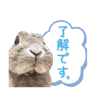 あずきさんの一日（個別スタンプ：10）