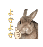 あずきさんの一日（個別スタンプ：11）