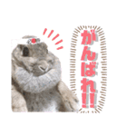 あずきさんの一日（個別スタンプ：16）