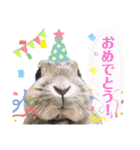 あずきさんの一日（個別スタンプ：17）