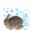 あずきさんの一日（個別スタンプ：20）