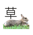 あずきさんの一日（個別スタンプ：22）