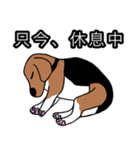 ビーグル犬(チオとパティーとモコと...)（個別スタンプ：32）