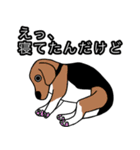 ビーグル犬(チオとパティーとモコと...)（個別スタンプ：33）