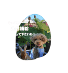 モカ＆くぅ夏version（個別スタンプ：5）