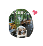 モカ＆くぅ夏version（個別スタンプ：15）
