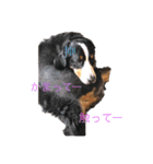 動物にありがとう（個別スタンプ：1）