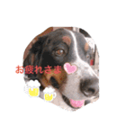 動物にありがとう（個別スタンプ：6）