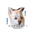 動物にありがとう（個別スタンプ：12）