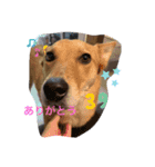 動物にありがとう（個別スタンプ：14）