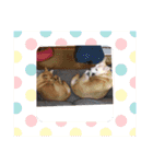 動物にありがとう（個別スタンプ：16）