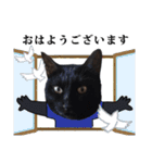 黒猫づくし、まるごと敬語 猫の館ME Vol.2（個別スタンプ：1）