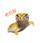 ヒョウモントカゲモドキのオムライス2（個別スタンプ：3）