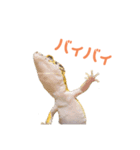 ヒョウモントカゲモドキのオムライス2（個別スタンプ：7）